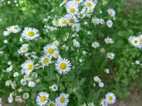 P1010110.webp