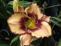 awesome blossom_1024x768.webp