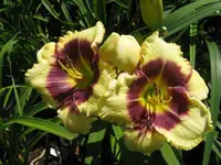 black thorn 4_1024x768.webp
