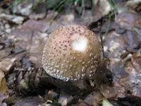 perli_1024x768.webp