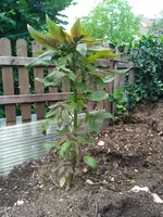 IMG_20170720_175039.webp