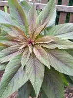 IMG_20170720_175056.webp