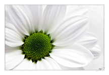Margerite gruen.webp