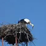 P1010235.webp