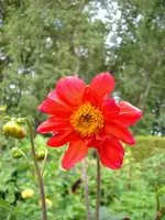 DSCI0494.webp