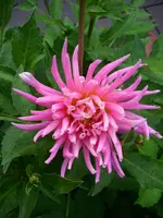 DSCI0495.webp