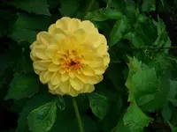 DSCI0496.webp