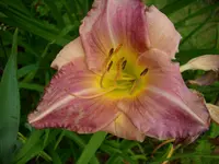 DSCI0471.webp