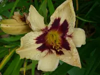 DSCI0472.webp