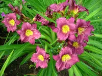 DSCI0473.webp