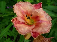 DSCI0476.webp