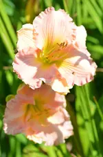 blessing.webp