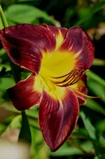 persianruby2.webp