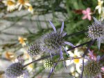 2017-07-20 Distel3.jpg