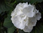 HP1060364Gartenhortensie White Ball.jpg