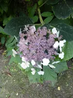 HP1060365Samt-Hortensie.webp