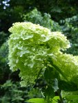 HP1060377Hortensie.jpg