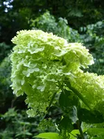 HP1060377Hortensie.webp