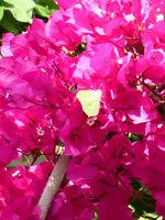 TP1060336Drillingsblume.webp