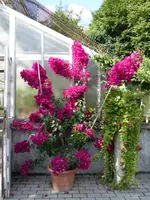TP1060337Drillingsblume.webp