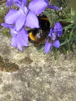 TP1060386Hummel.webp