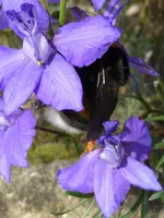 TP1060387Hummel.webp