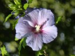 P1060323Hibiskus.jpg