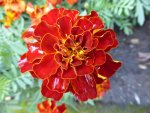 P1060324Tagetes.jpg