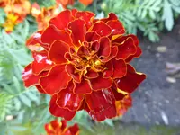 P1060324Tagetes.webp