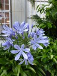 P1060327Agapanthus.jpg