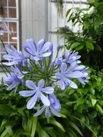 P1060327Agapanthus.webp