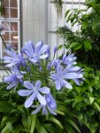 P1060328Agapanthus.jpg