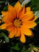 P1060330Gazanie.webp