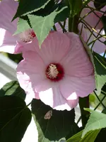 P1060334Hibiskus.webp