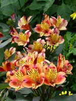 P1060361Inkalilie.webp