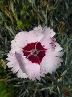 P1060389Federnelke.webp