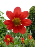 P1060399Dalie.webp