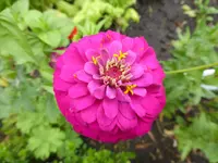 P1060403Zinie.webp