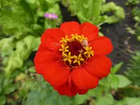 P1060404Zinie.webp