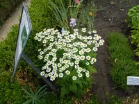 P1060410Mutterkraut.webp