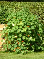 P1060413Hochbeet.webp