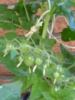 P1060425Johannisbeertomate.webp