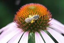 blume.webp