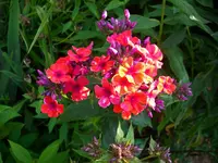 DSCI0489.webp