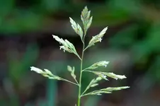 Poa_annua.webp