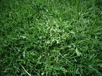 Poa_annua 2.webp