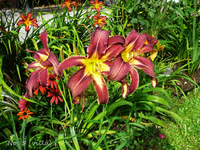 P1140268.webp