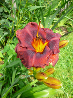 P1140271.webp
