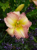 P1140275.webp