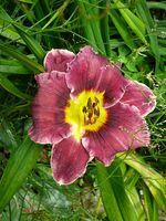 P1140278.webp